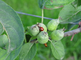 Giardino bambini 10